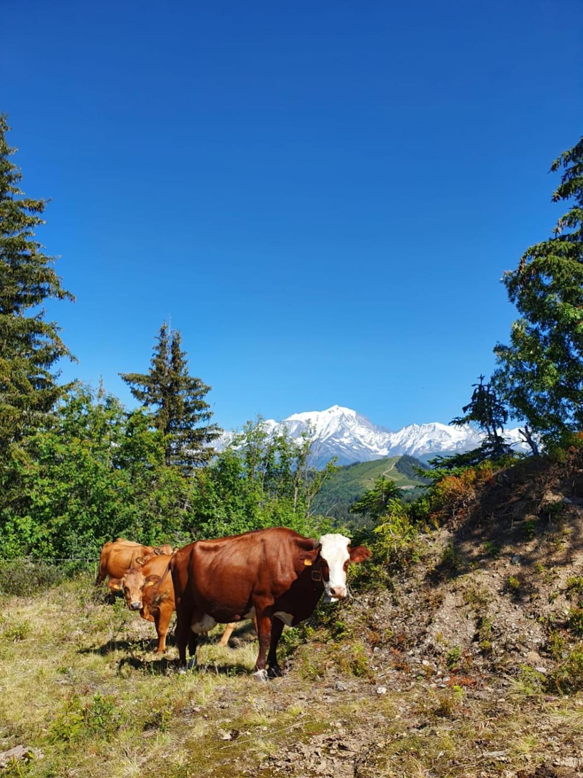 Appartement La Duchere Le Plan-La Giettaz Massif Des Aravis Bagian luar foto